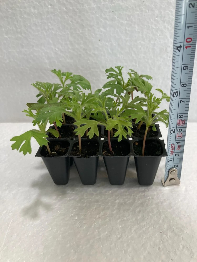 Lacy White Didiscus (10) Live Plant Plugs