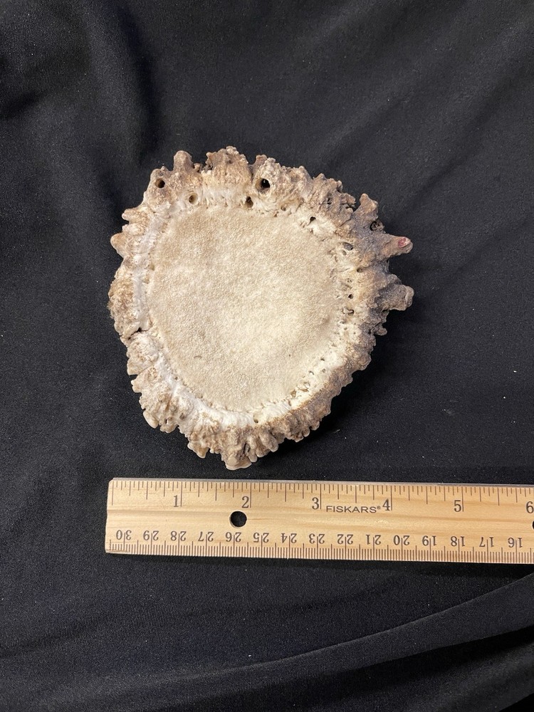 REAL NICE MEDIUM ELK BURR/ROSETTE/CROWN