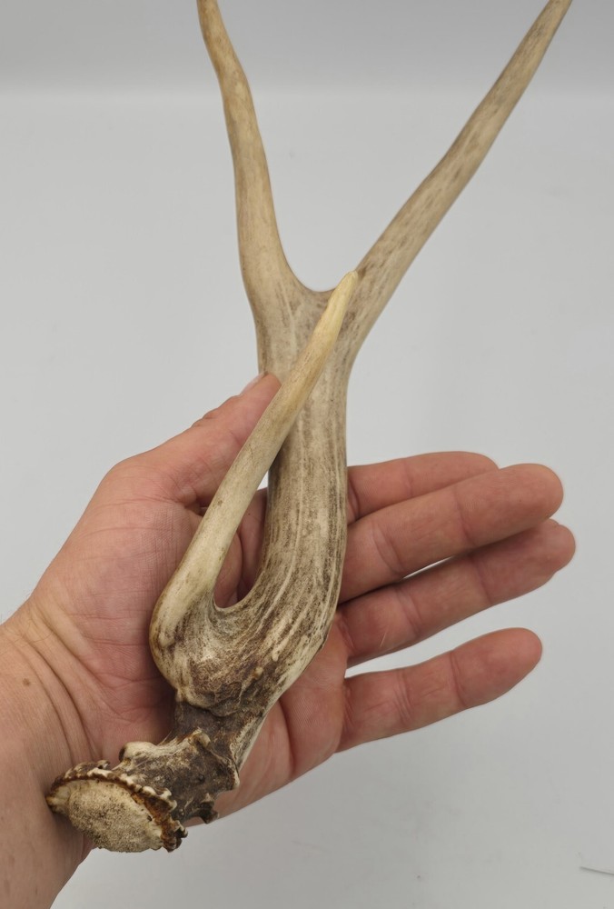Unique deer antler shed ✅️