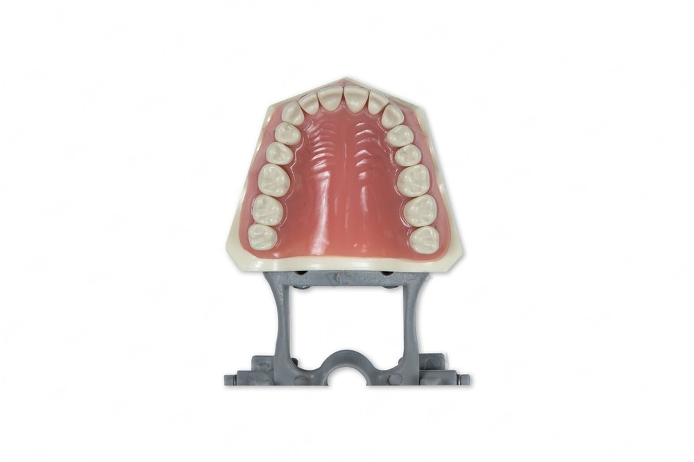 DENTAL TYPODONT MODEL 560 TEACHING MODEL WITH REMOVABLE IVORINE TEETH