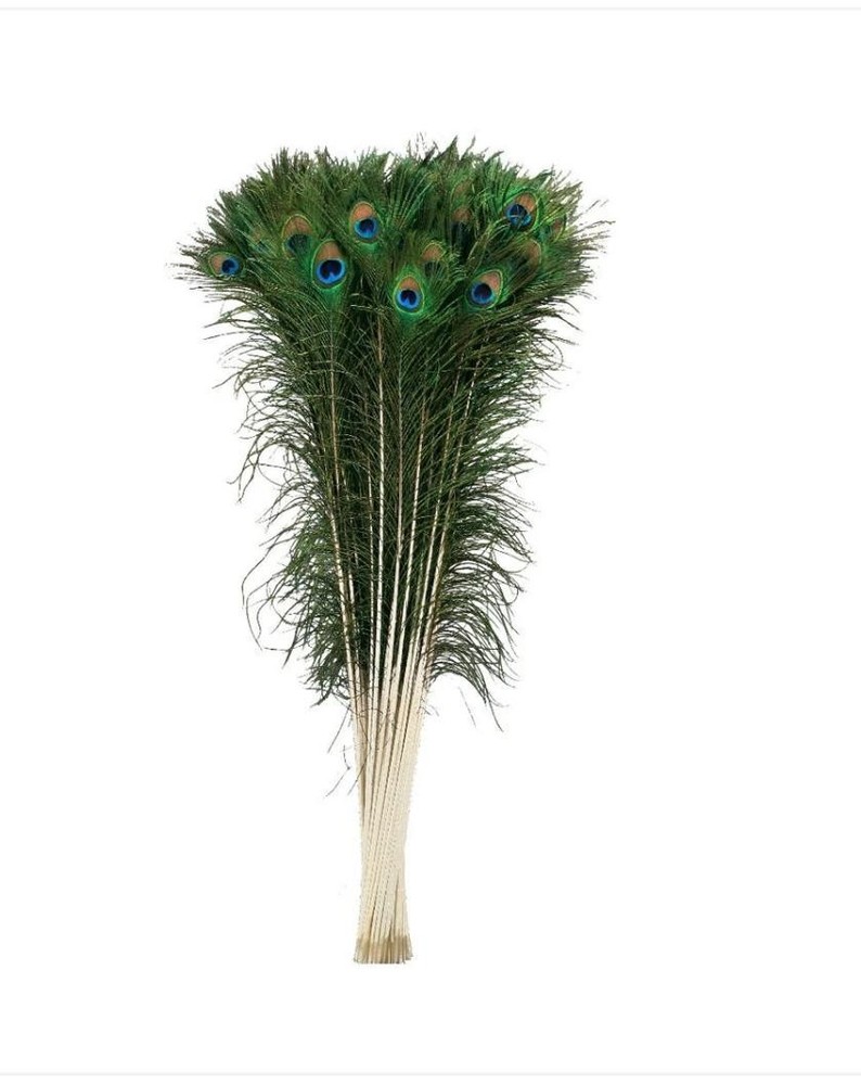 Peacock Feathers Eyes 40-45" Natural 5 pieces