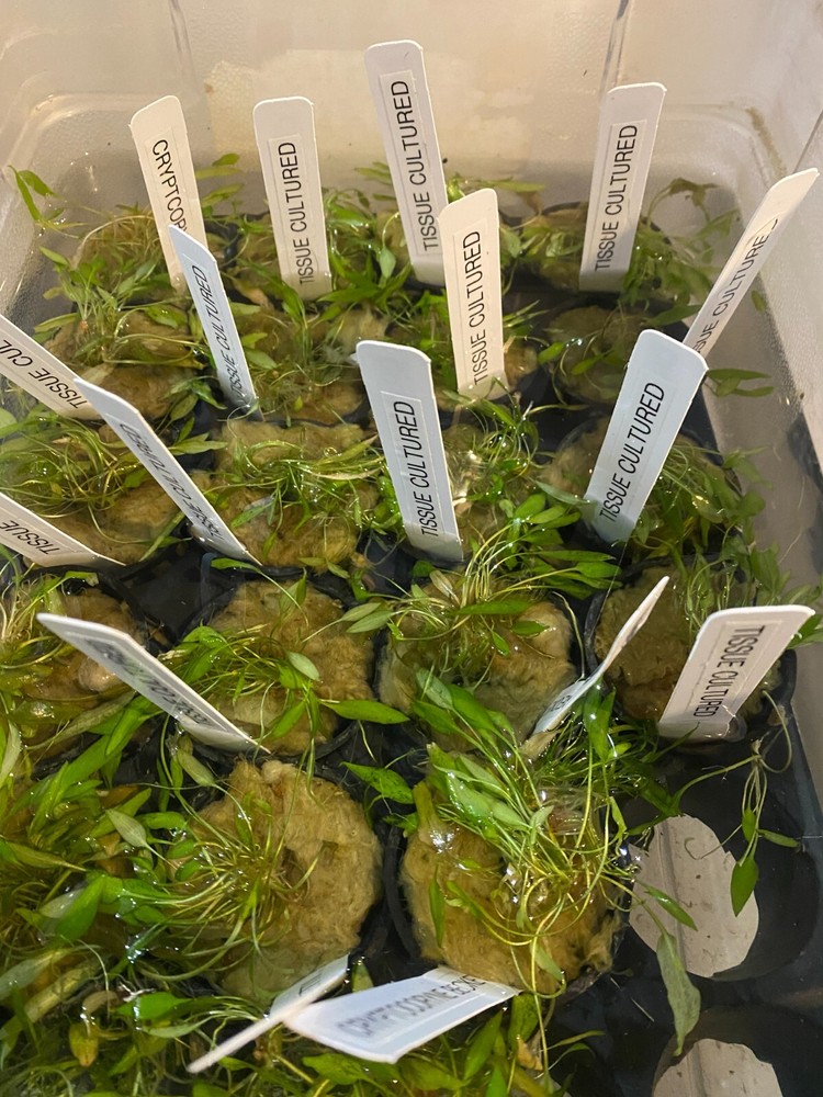 Cryptocoryne Beckettii