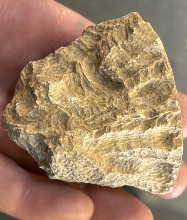 Petrified Coral End Polished