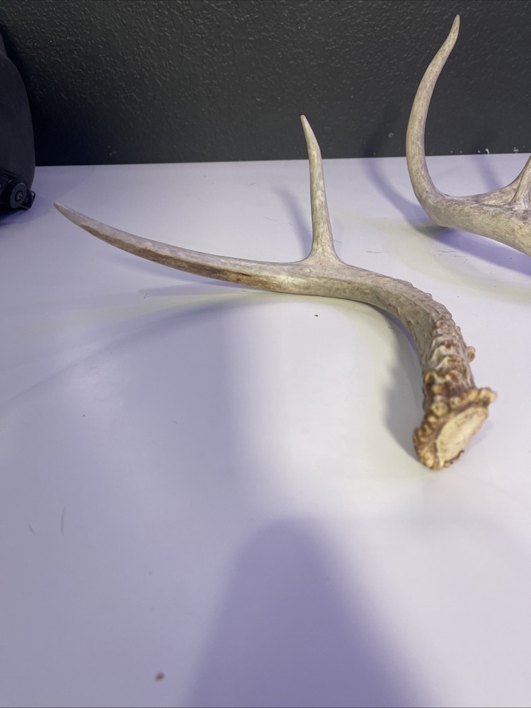 Whitetail Deer Antlers