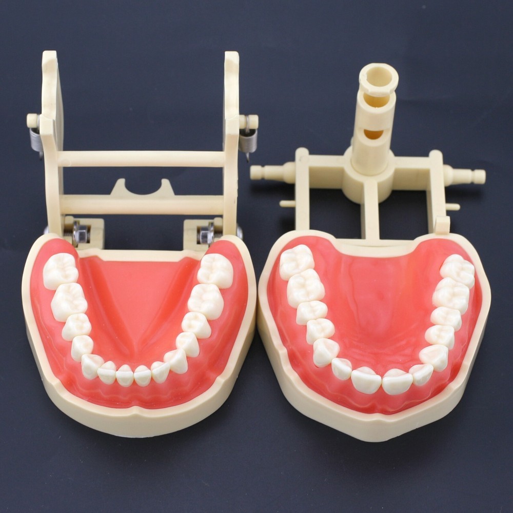 Frasaco Style Dental Typodont Model 28 Teeth Soft Gingiva Standard Working Model