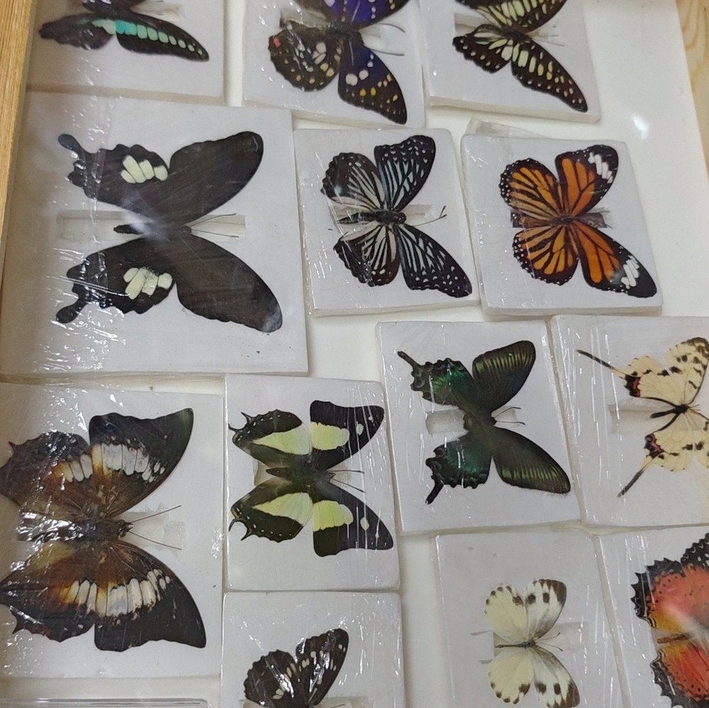 30 Assorted Real Butterfly Specimens Spread Wing PVC Packed A1-A- Grade