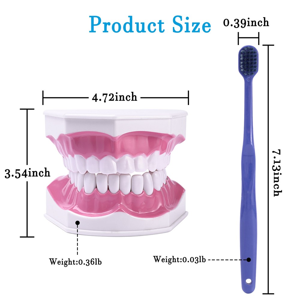 Dental Typodont Demonstration Model Removable 28 Teeth 2 Time Large Study Model