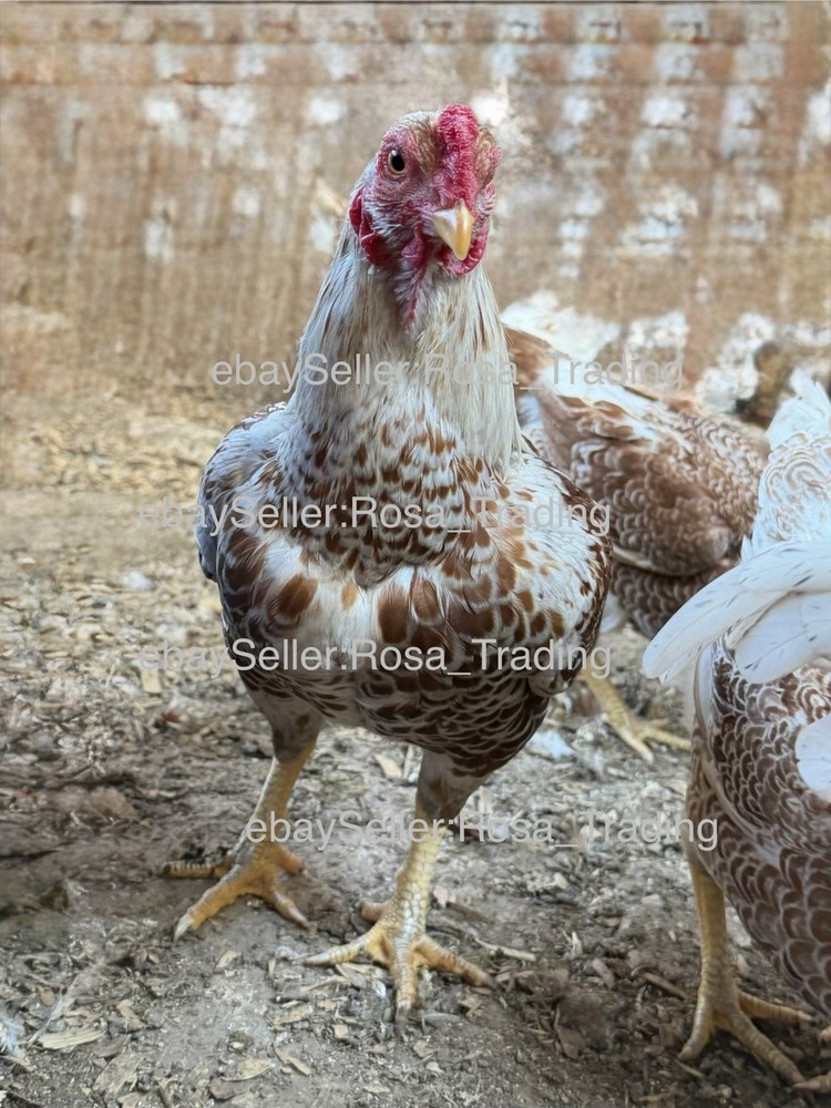 Red white Laced Cornish Bantam Hatching Eggs 10 Pcs