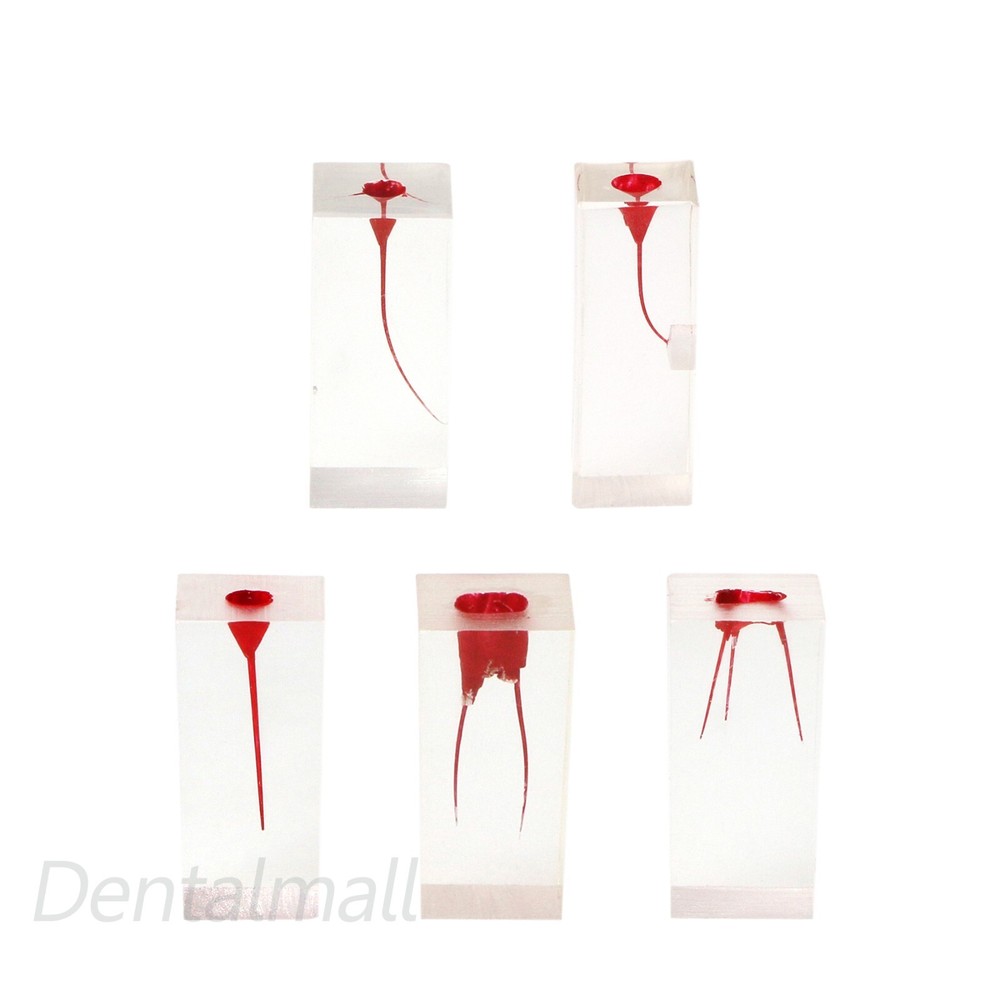 Dental Root Canal Practice Teeth Model for Pulp Study RCT Endo File Teach Study