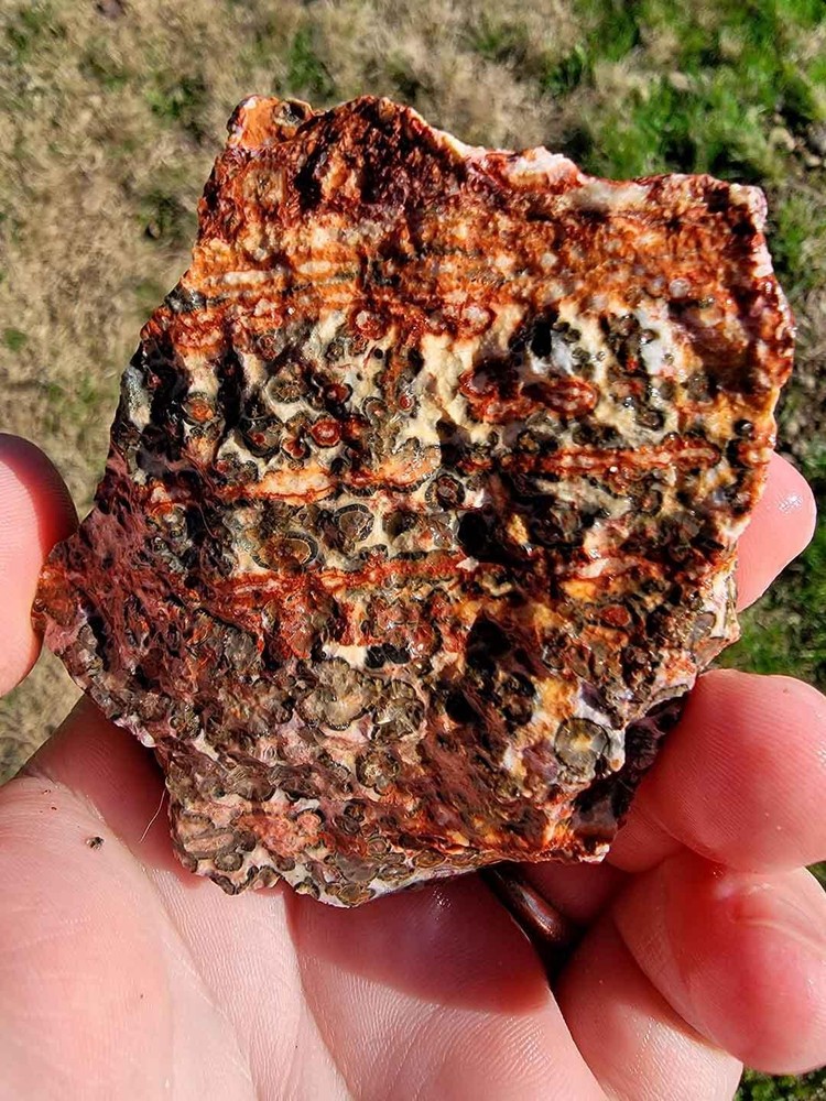 Random Pull Mexican Leopard Skin Rhyolite Rough!