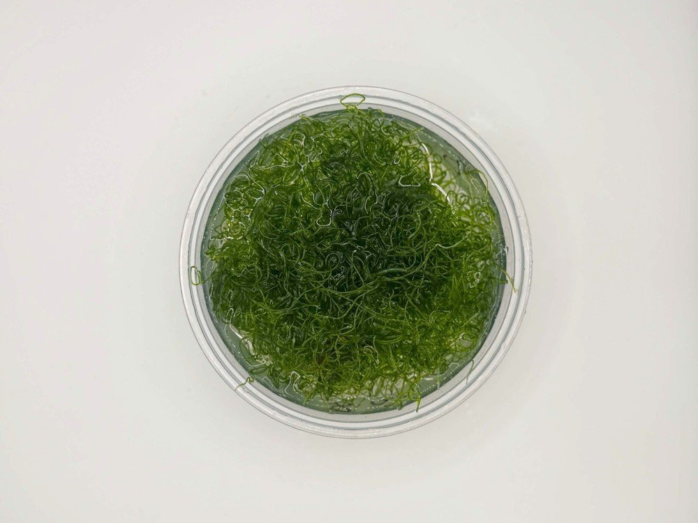 Chaetomorpha Macroalgae (Chaeto)- Healthy Refugium Algae