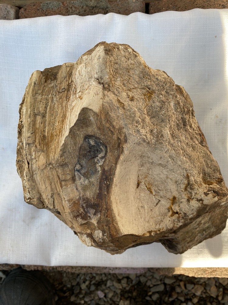 Fossilized And Opalized Fossils