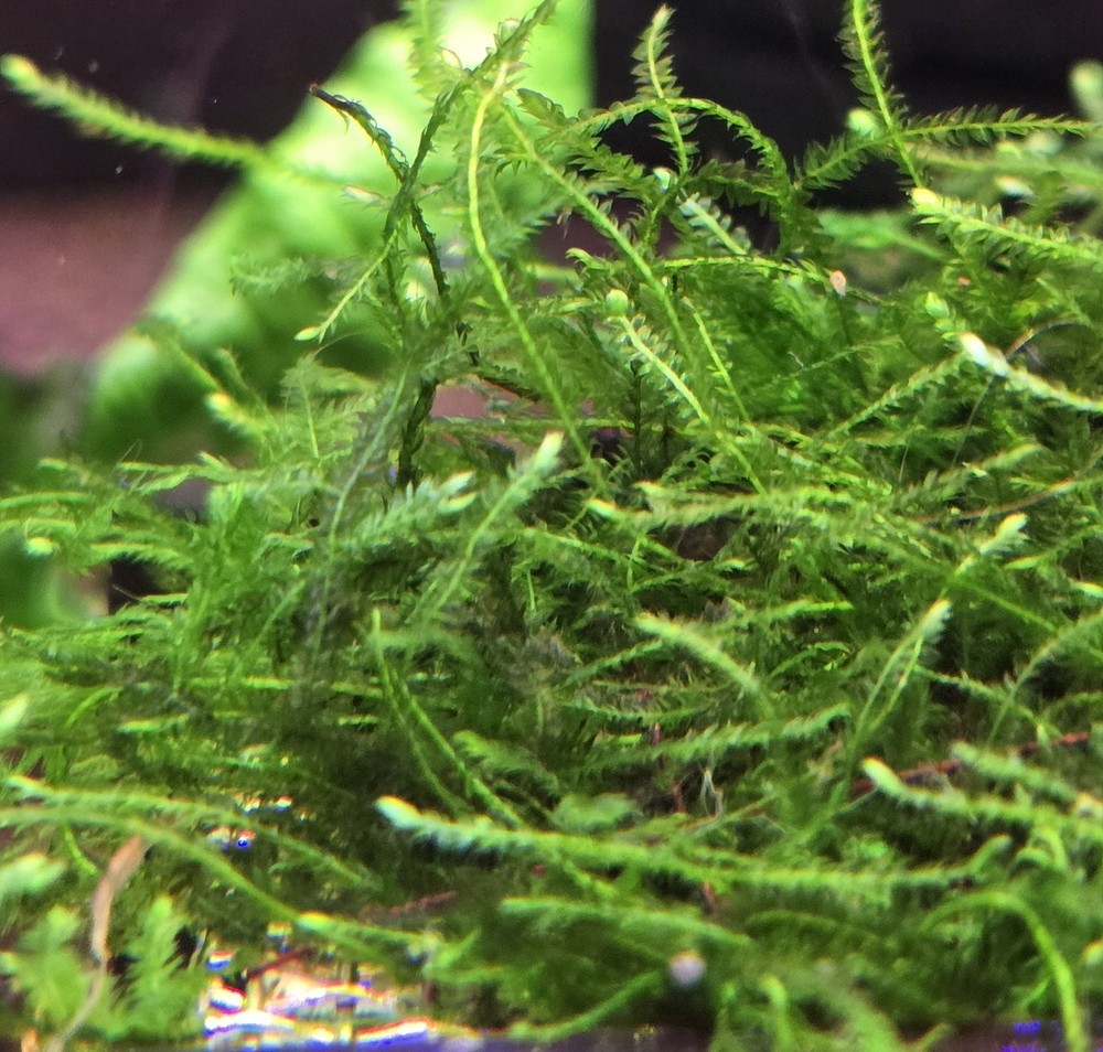 Java Moss Live Aquatic Moss Golfball Sized Portion