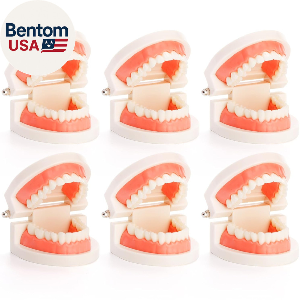6 Packs Dental Teeth Model, Dental Demonstration Model for Study, Standard Teeth