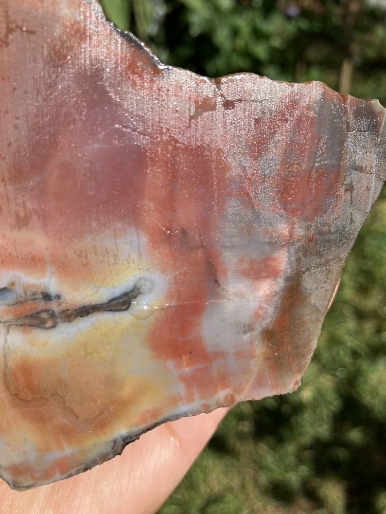 Arizona Petrified Wood