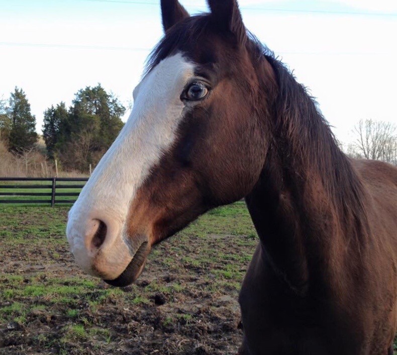 Walnut Meadow Horse Manure Compost: Rain-Leached, Damp, 16 lb.