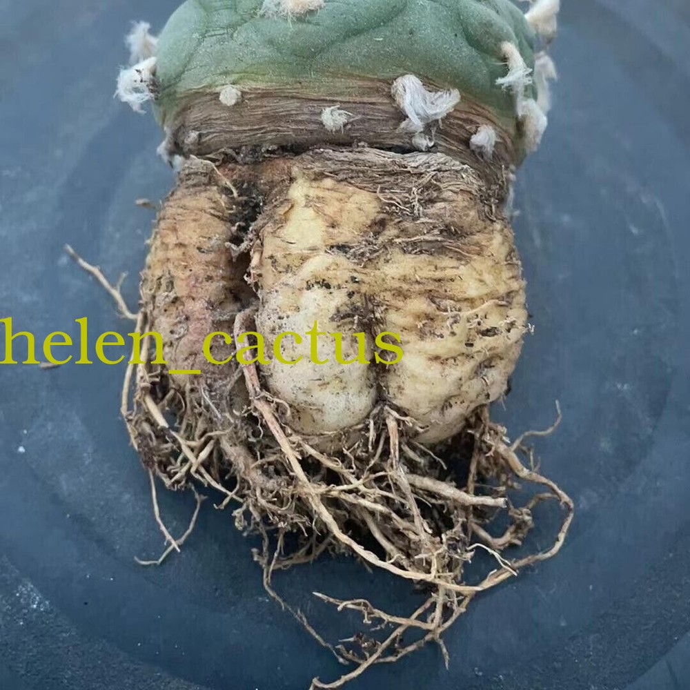 3pcs 5cm Thornless Beautiful Cactus Succulent RadishRoot