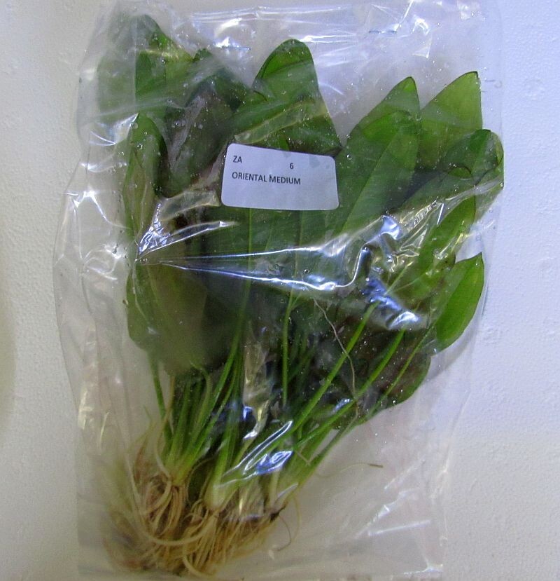 6 medium oriental swords