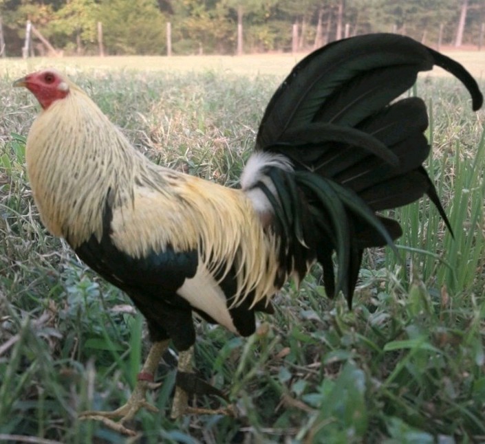 12 Chicken Hatching Eggs.