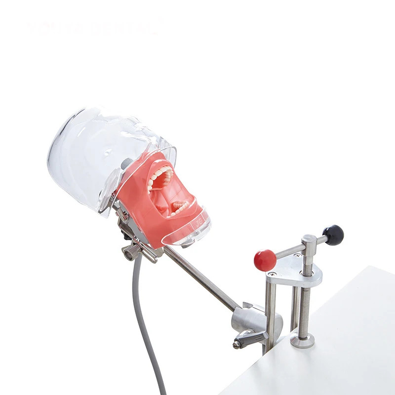 Dental Simulator Manikin Phantom Head Teeth Model Bench Mount Teaching Model