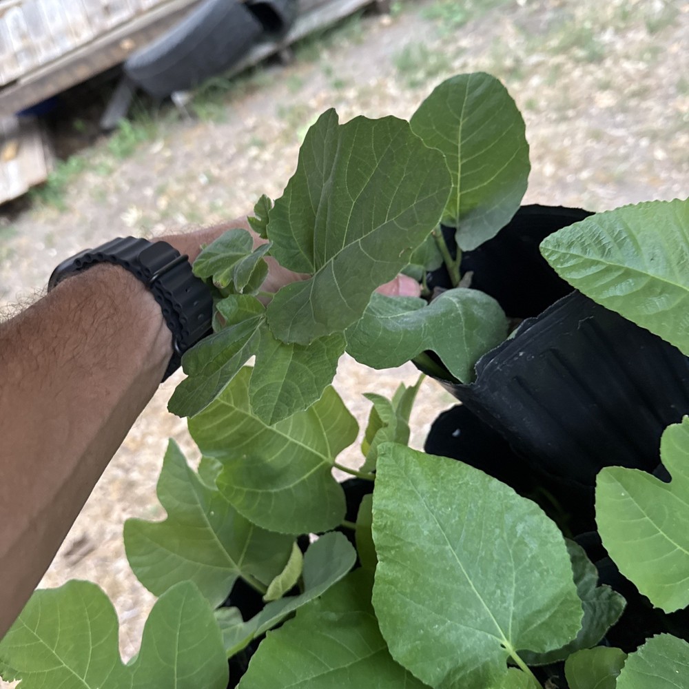 One LSU Tiger Fig Tree YOUNG