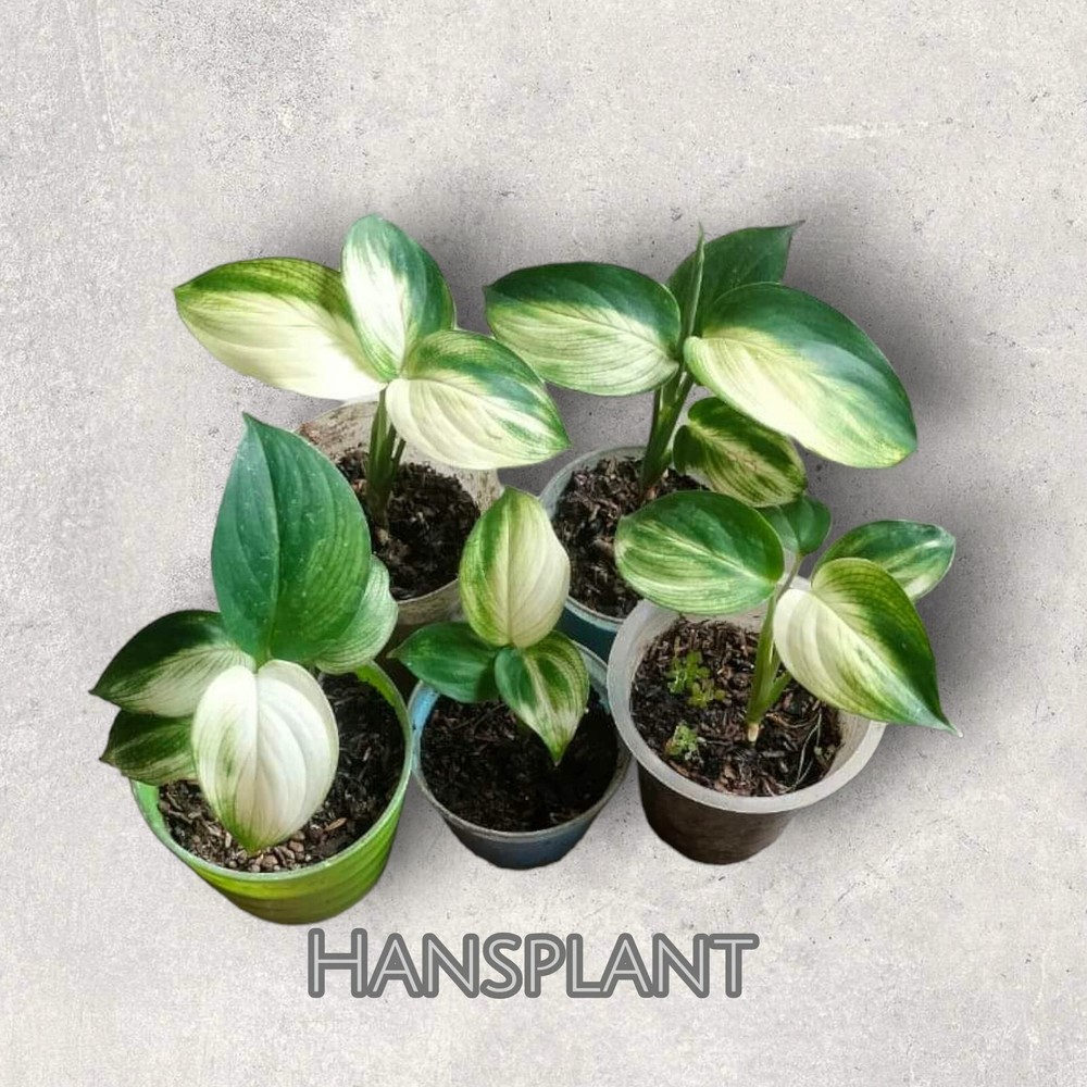 Scindapsus white monster free phitosanitary