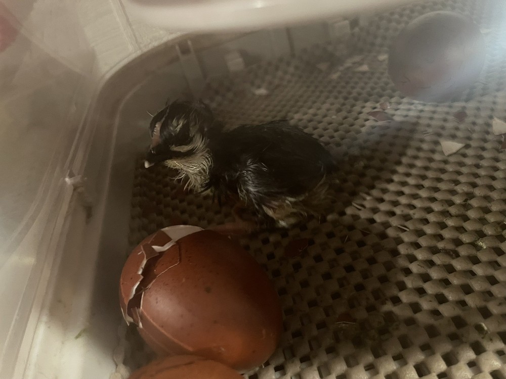 1 Dozen Black Copper Marans Hatching Eggs!