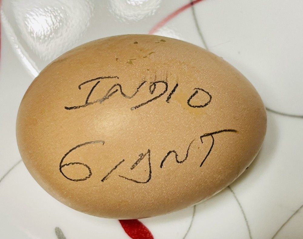 INDIO GIANT 100% PURE TYPE ( 6 ) HATCHING EGGS