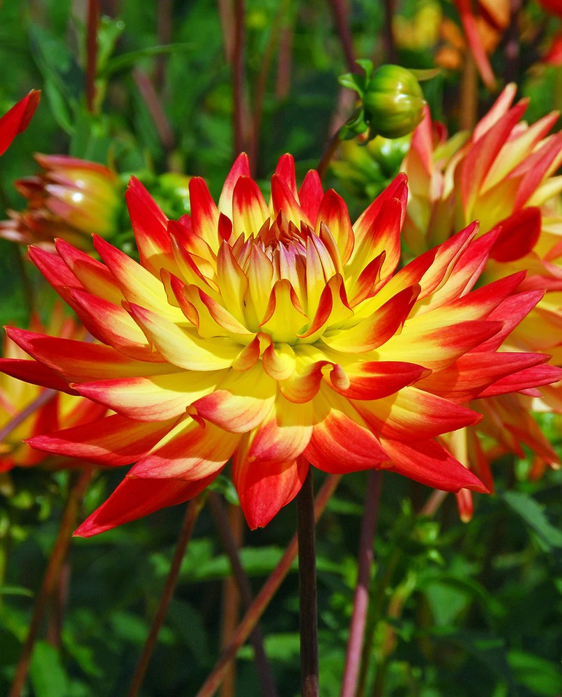 Bridgeview Aloha Cactus Dahlia - 3 root divisions