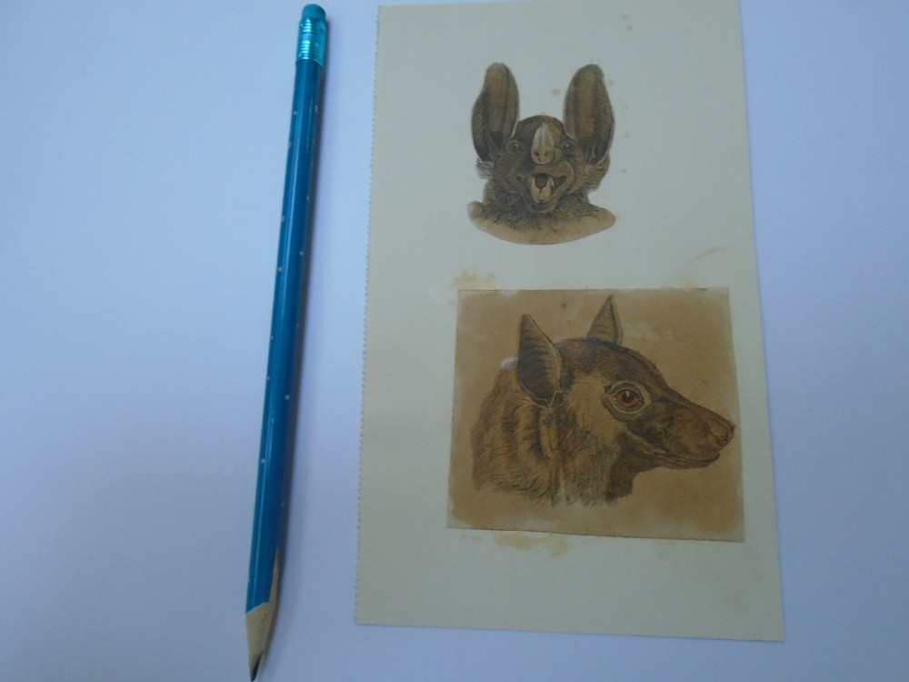 VICTORIAN SCRAP ON CARD BAT