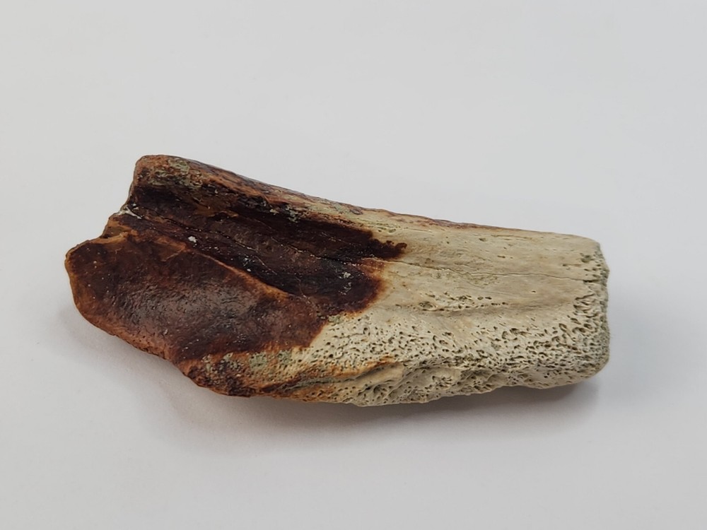 Crocodilian Surangular Jaw Skull Bone Fossil - Judith River Fm. - MT