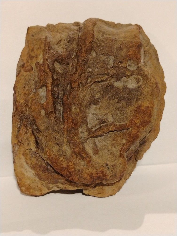 Prehistoric Fossil Specimen 100% Authentic