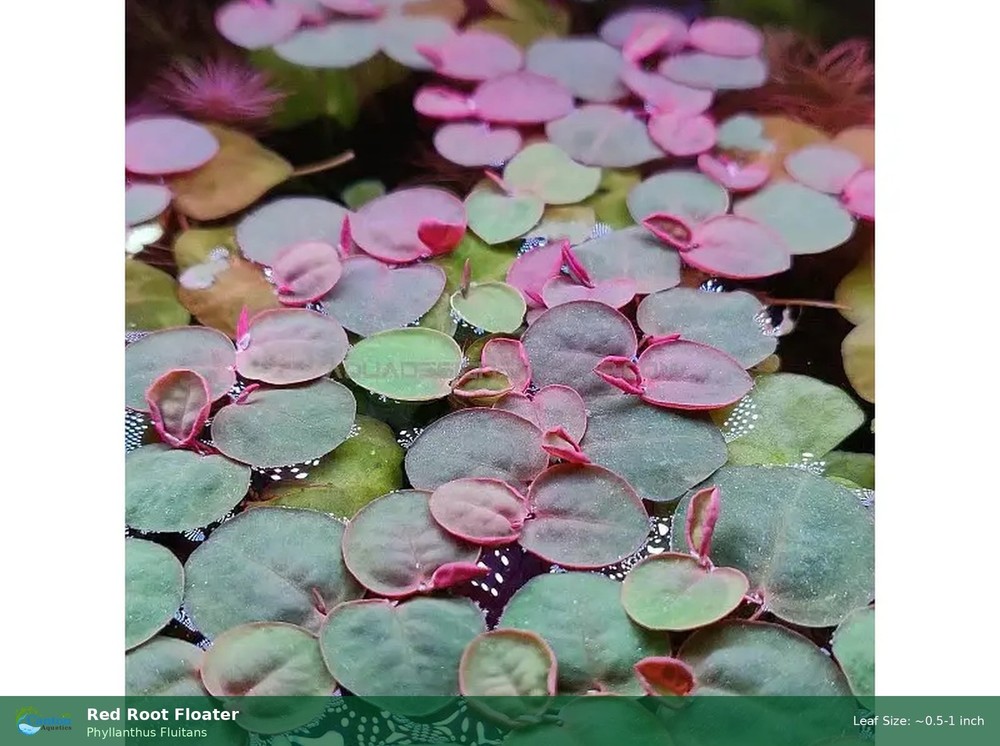 Red Root Floater Phyllanthus Fluitans