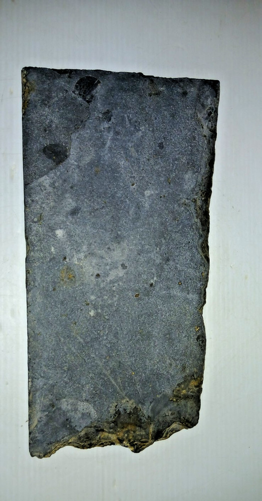 Dinosaur? Fish? Ray? Fossil