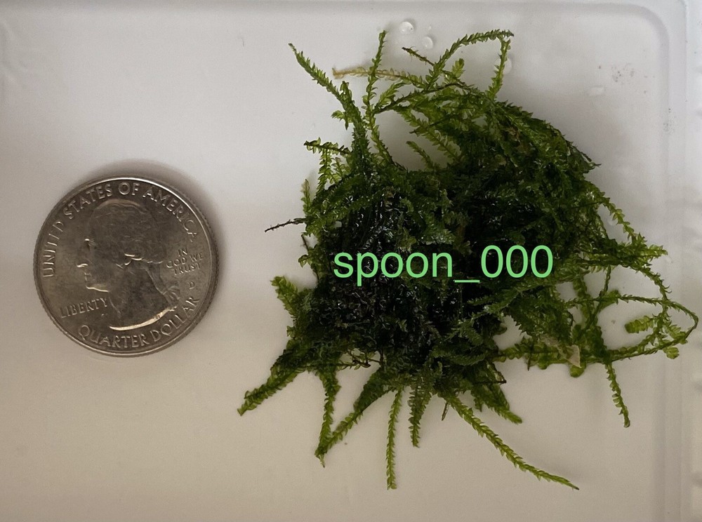 Java Moss - Live Aquarium Plant Buy 2 Get 1 Free