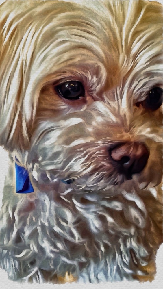 10 Blank Digitalized Painted Greeting Cards: Dogs