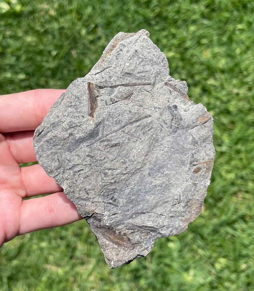 Pennsylvania Fossil Plants in Matrix Devonian Age