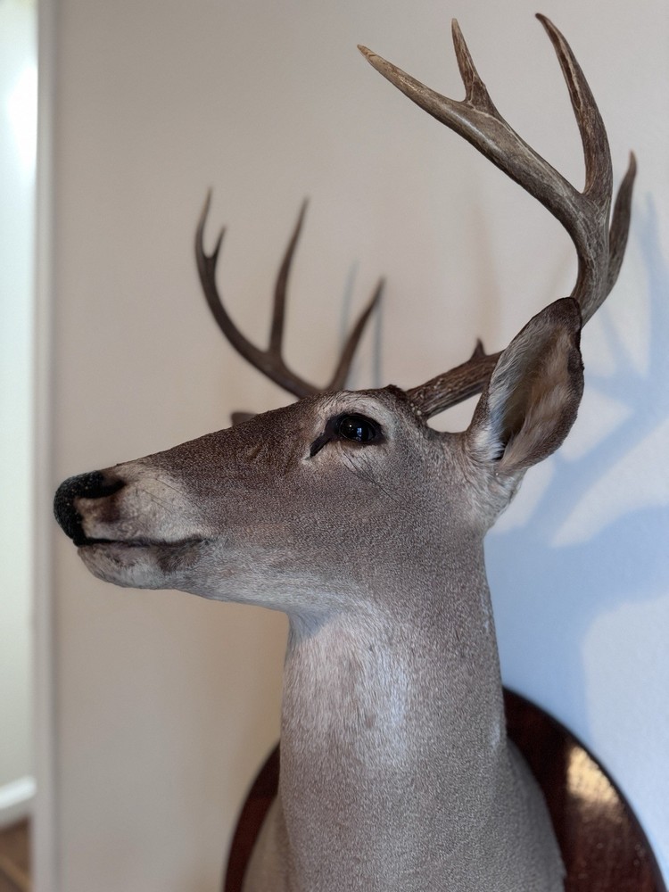 Deer Head Wall Mount With Wooden Base