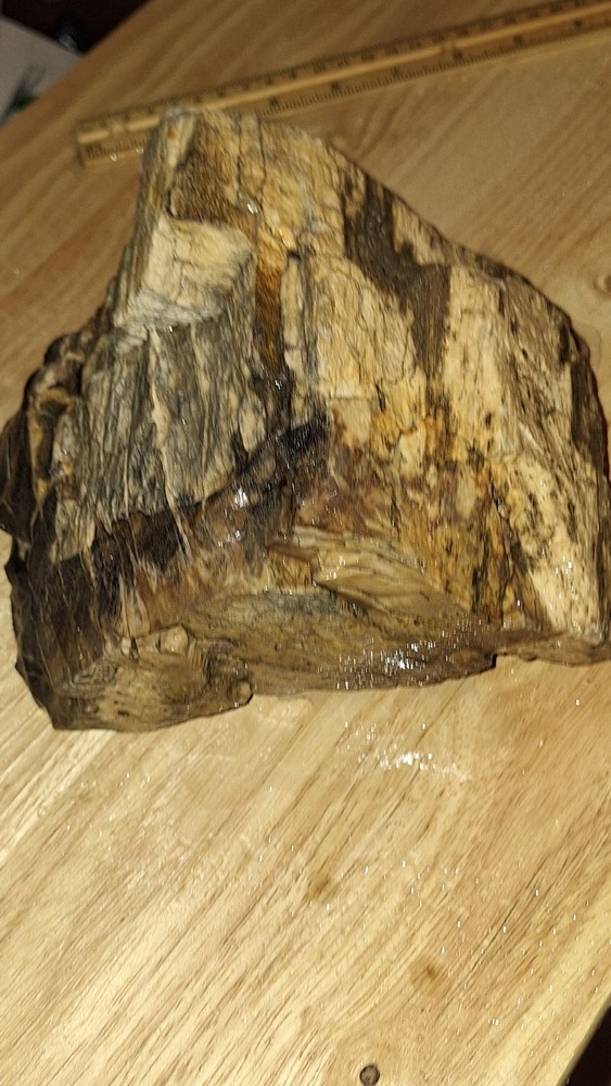 petrified wood log