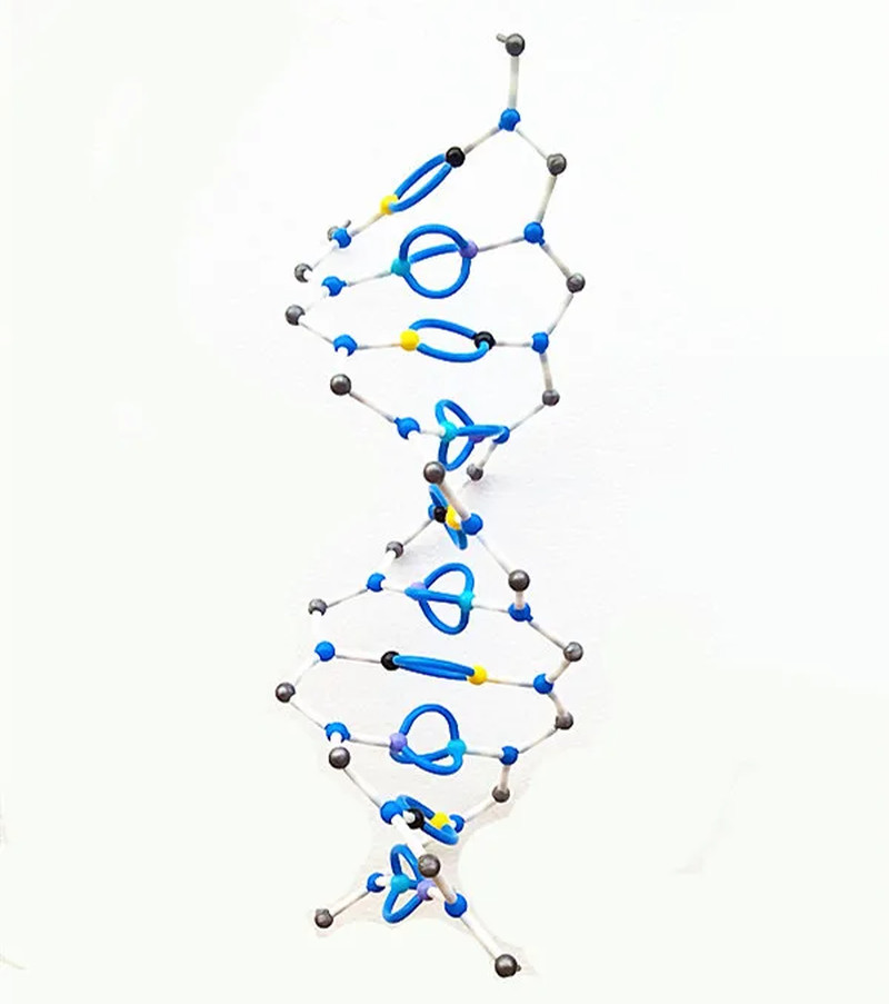 DNA Double Helix Molecular Structure Model Deoxyribonucleic Acid Bio-Genetic 10