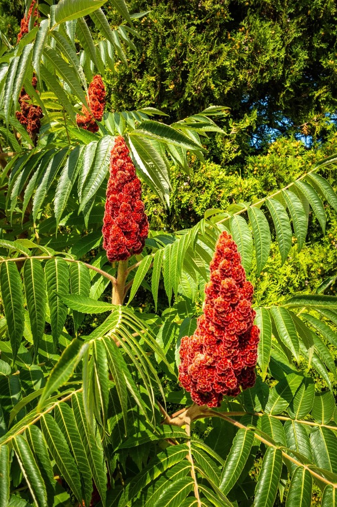 3 Smooth Sumac Tree 12-24" Bare Root Rhus glabra