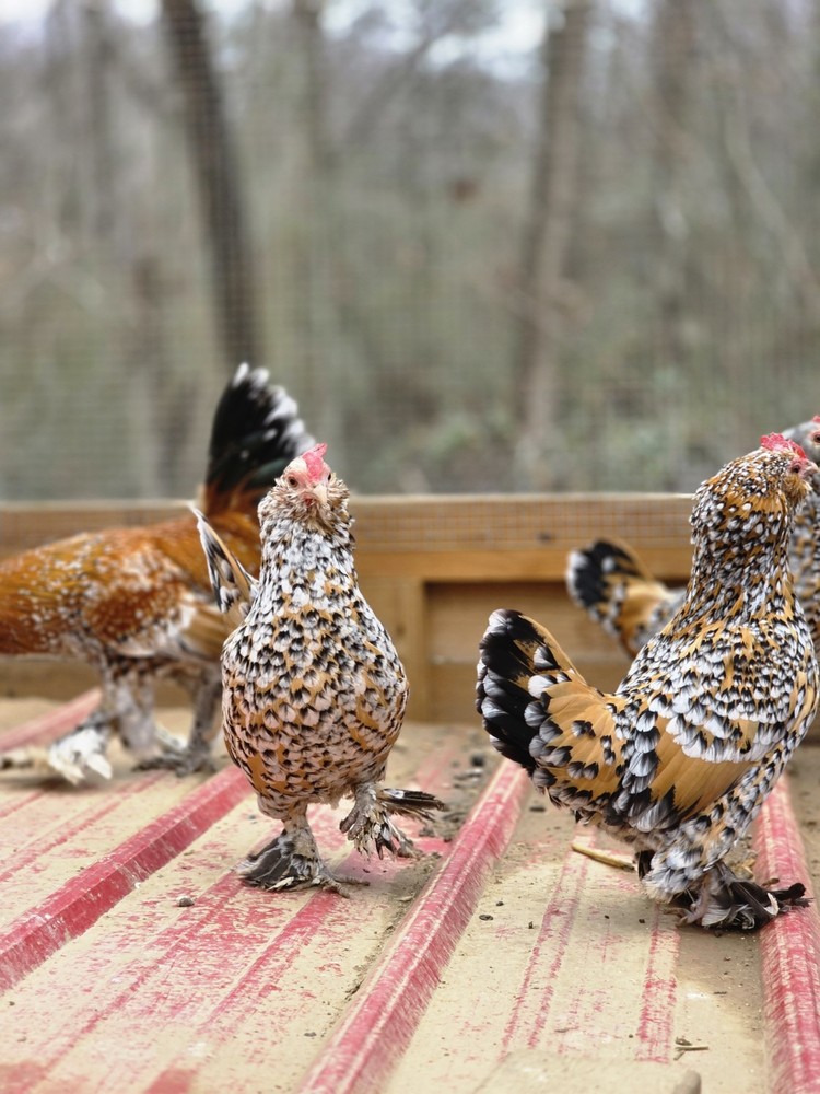 6+ Mille de Fleur D'Uccle Hatching Eggs NPIP Tested Flock