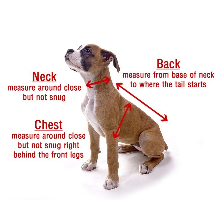 Blue VIP Bling Micro Suede Collar and Leash Set