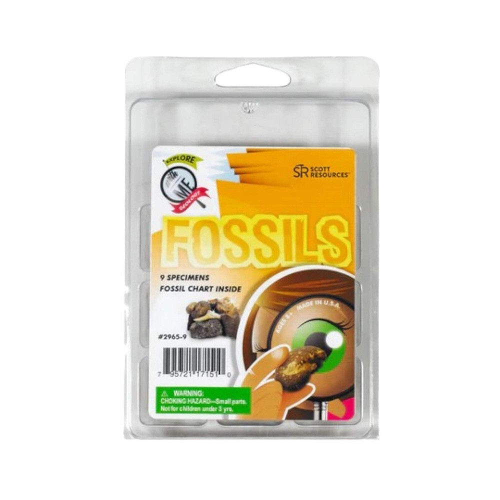 Fossil Collection, 9 Specimens