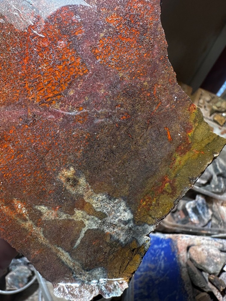 Dinosau bone rough **hxtled slab.