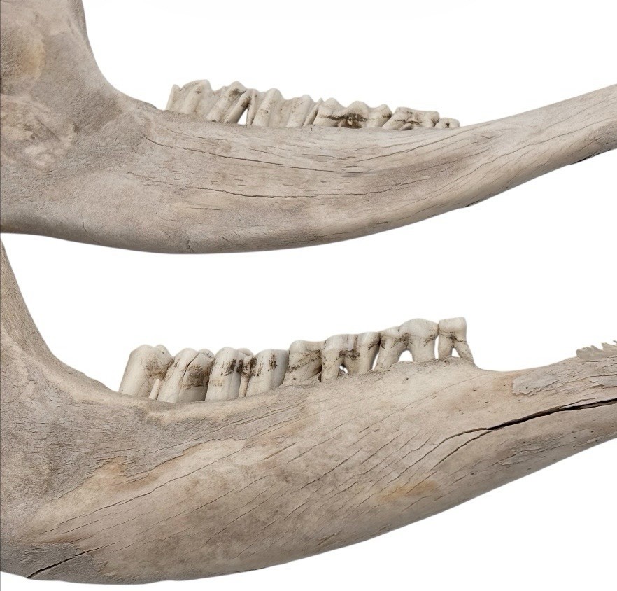 2 Bull Jaw Bones