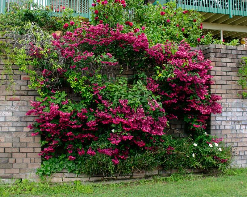~JAVA RED~Bleeding Heart Rooted Starter Plant~Clerodendrum Delectum~Red & Purple