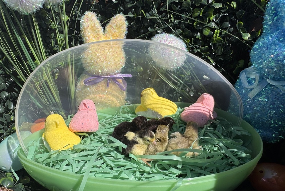 Button Quail hatching eggs