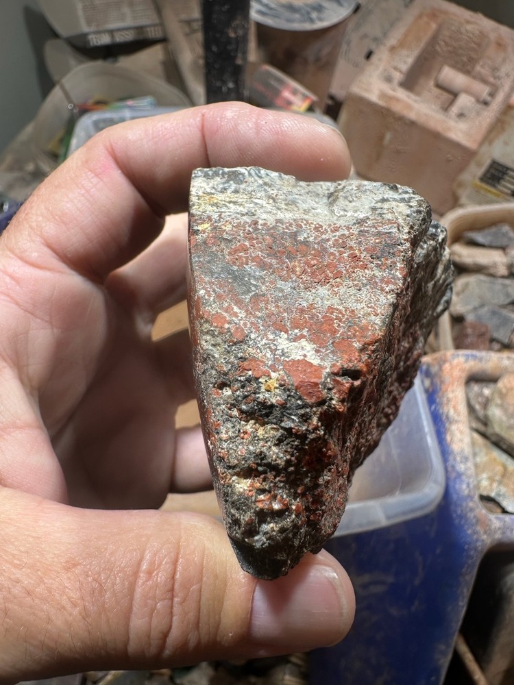Dinosaur bone polished end cut specimen.