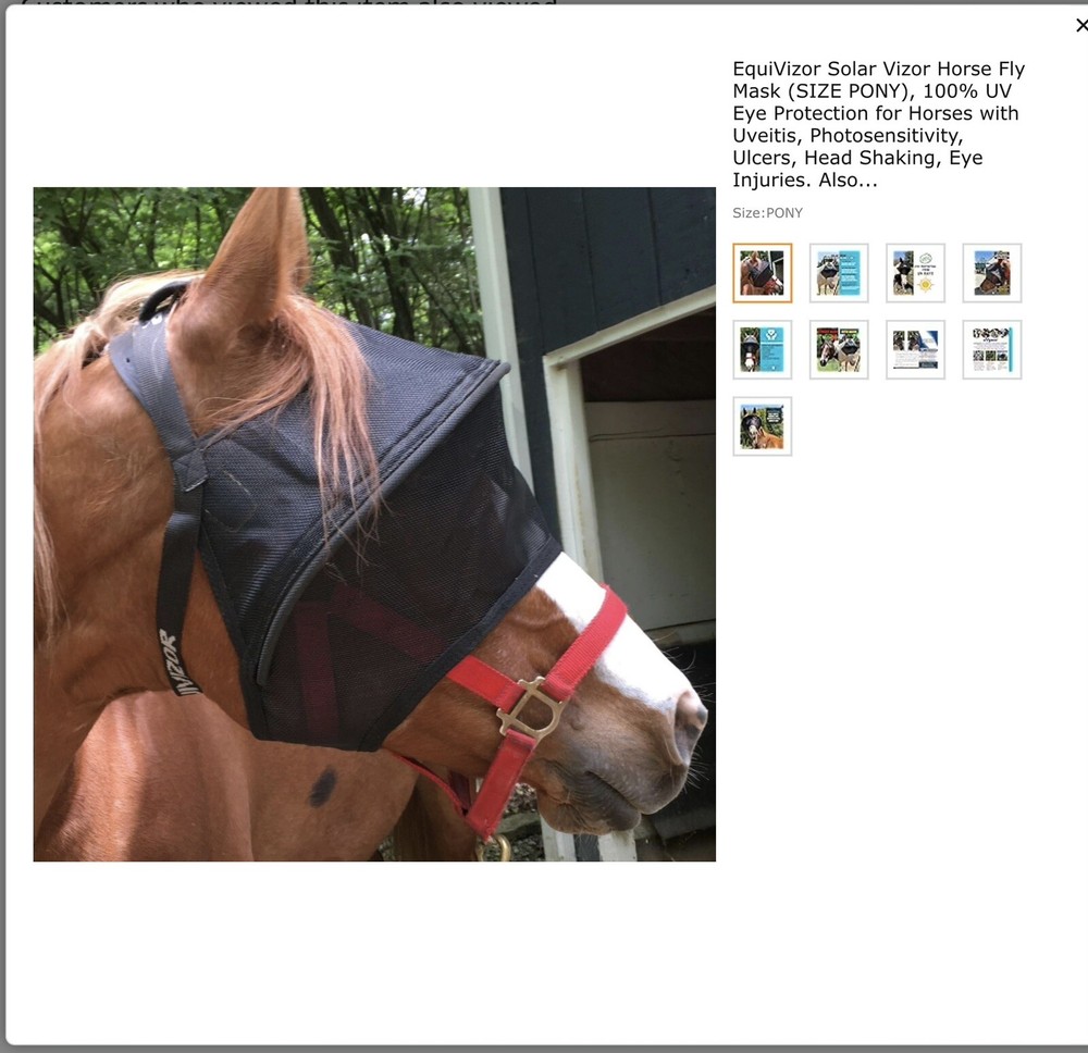 horse care grooming